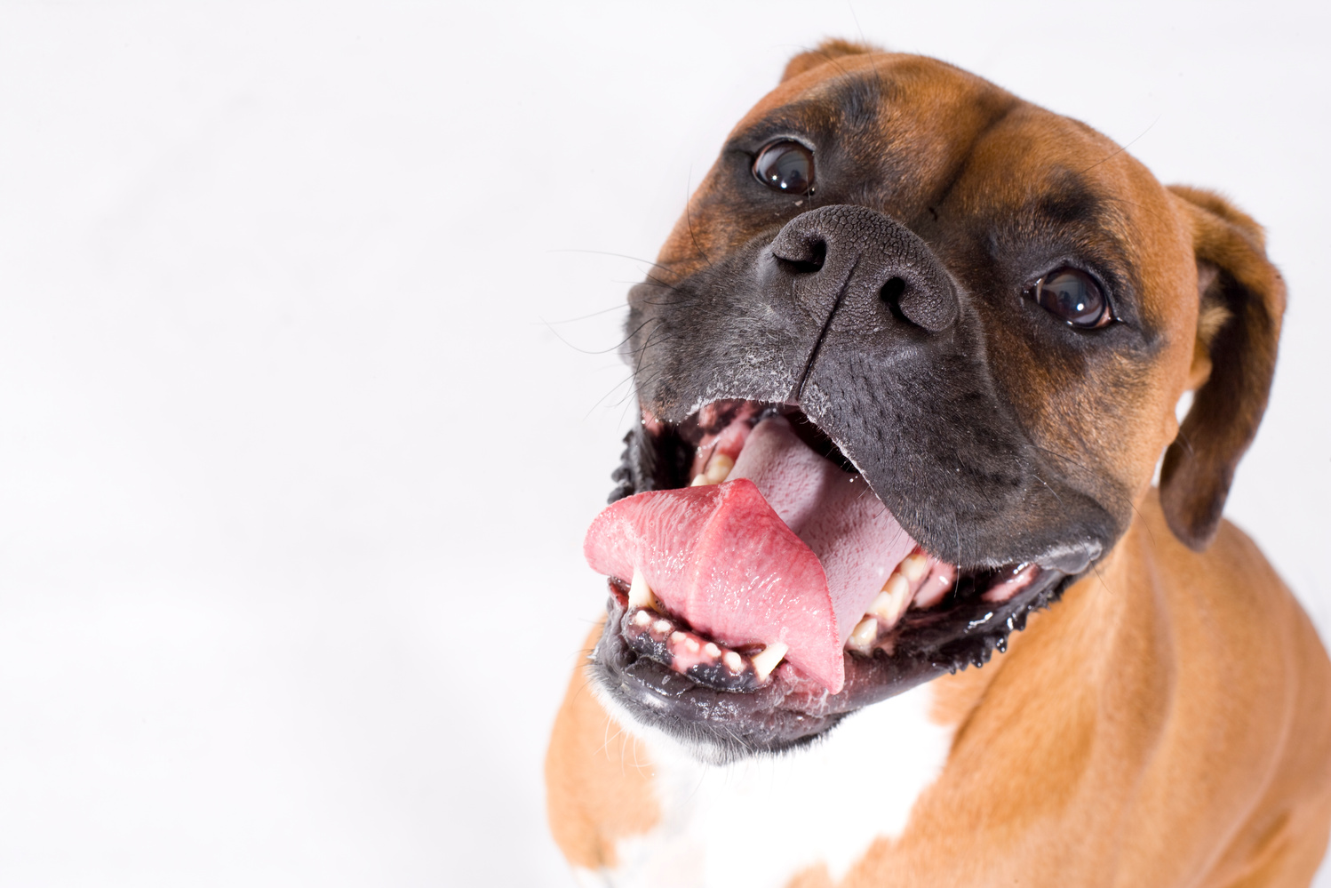 Boxer dog smiling