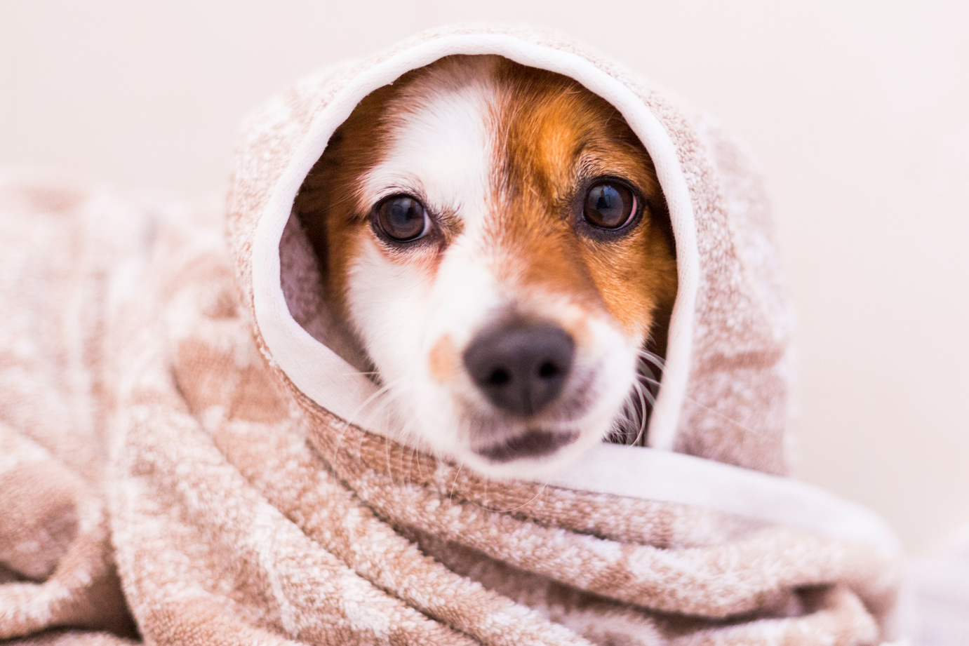 Small Dog Wrapped in Towel After Bath