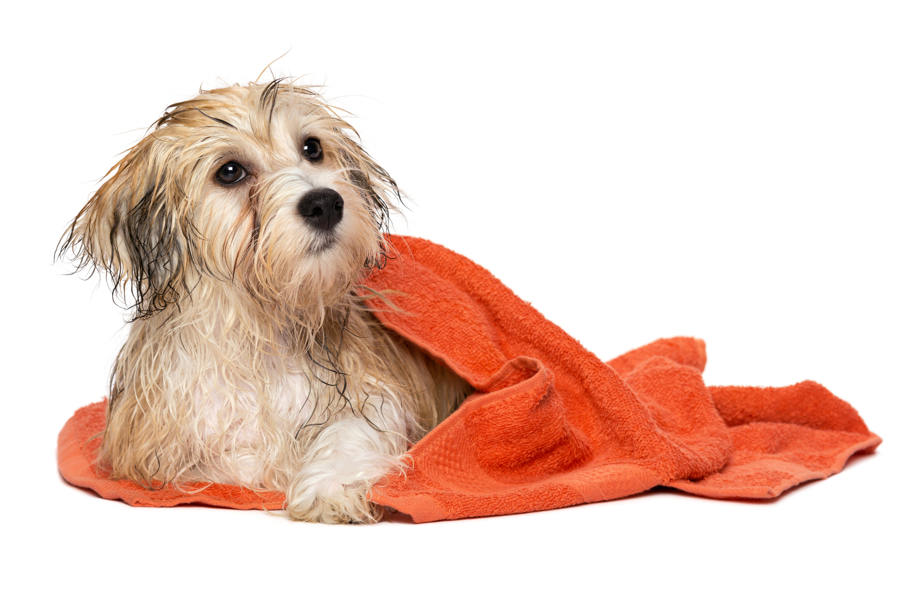 Cute bathed havanese puppy dog with orange towel