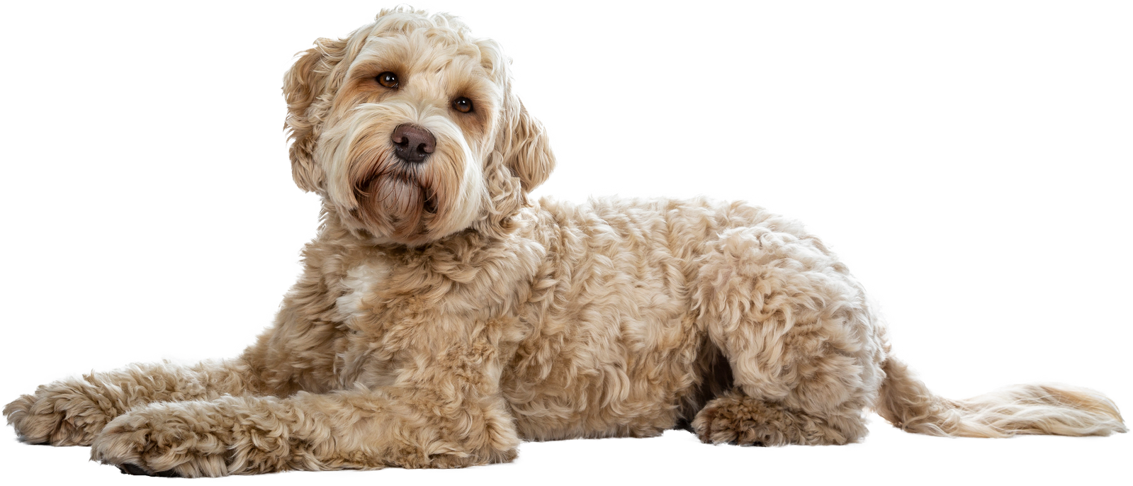 Cute Curly Dog Cutout